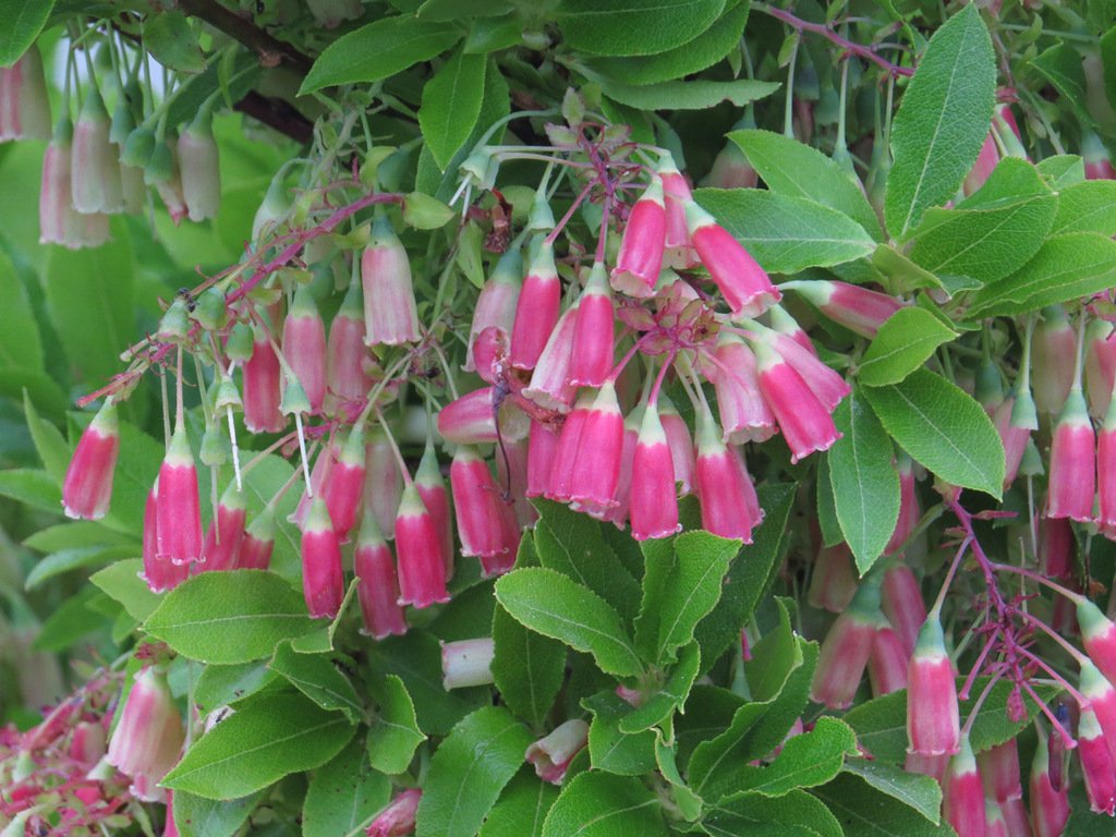 Azores blueberry - Vaccinium cylindraceum