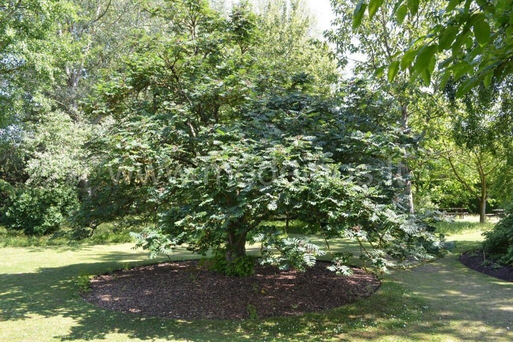 Showy Mountain Ash - Sorbus decora