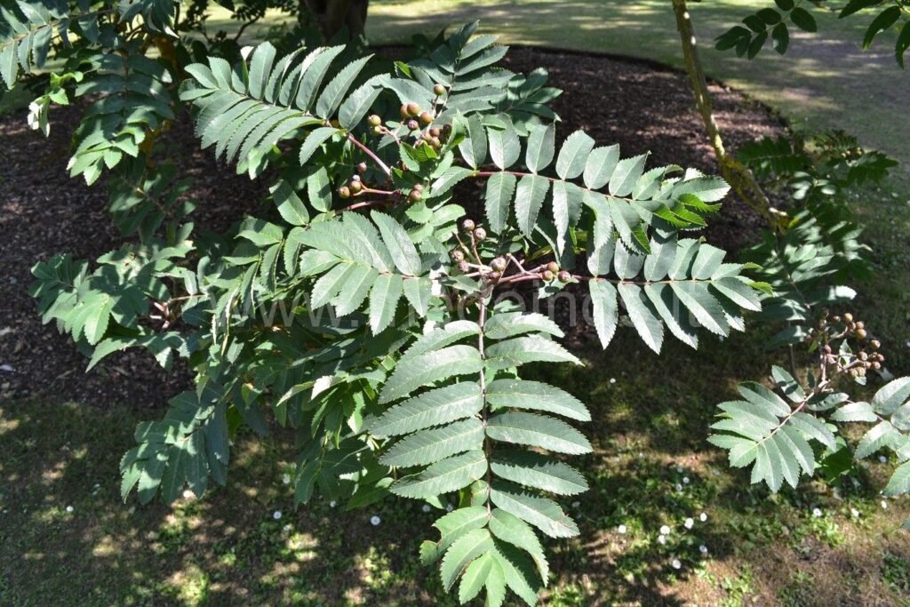 Showy Mountain Ash - Sorbus decora