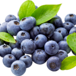 How to grow Highbush Blueberry (Vaccinium corymbosum)