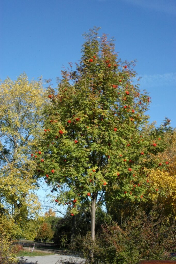 Mountain Ash - Sorbus aucuparia