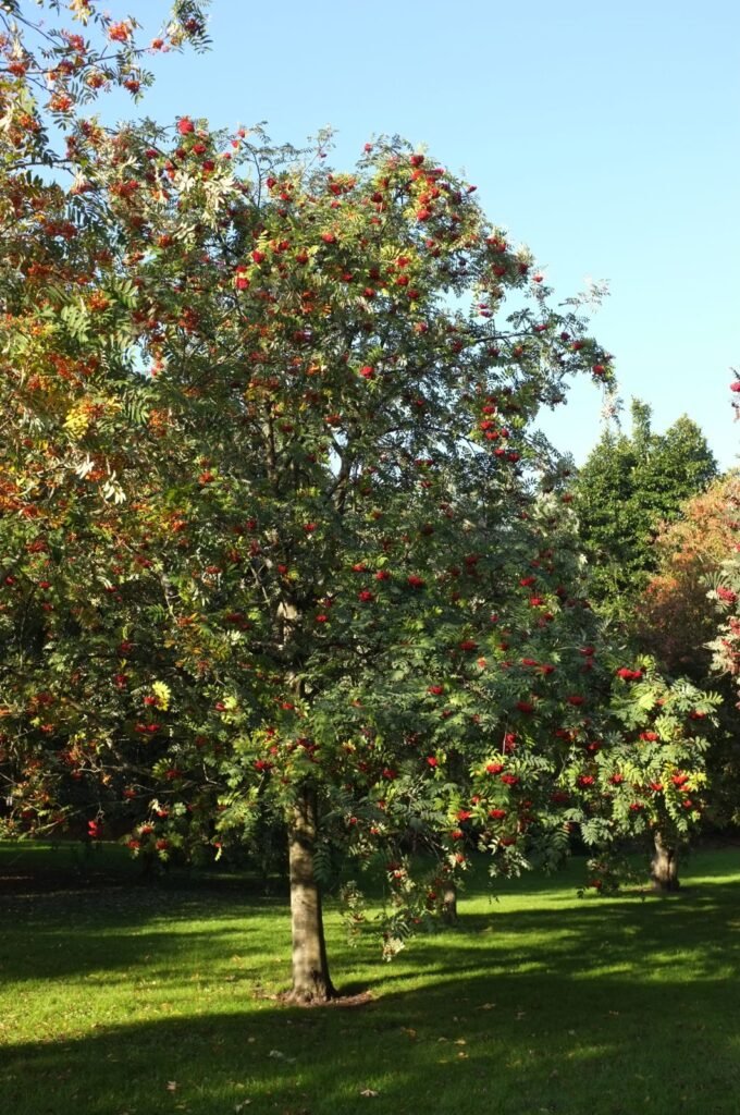 Mountain Ash - Sorbus aucuparia