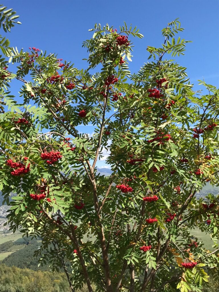Mountain Ash - Sorbus aucuparia