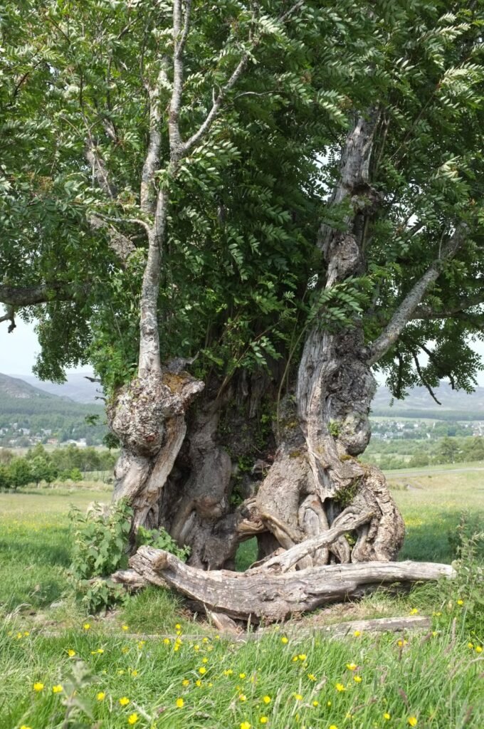 Mountain Ash - Sorbus aucuparia
