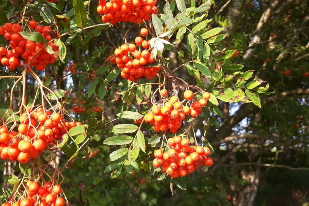 Mountain Ash - Sorbus aucuparia