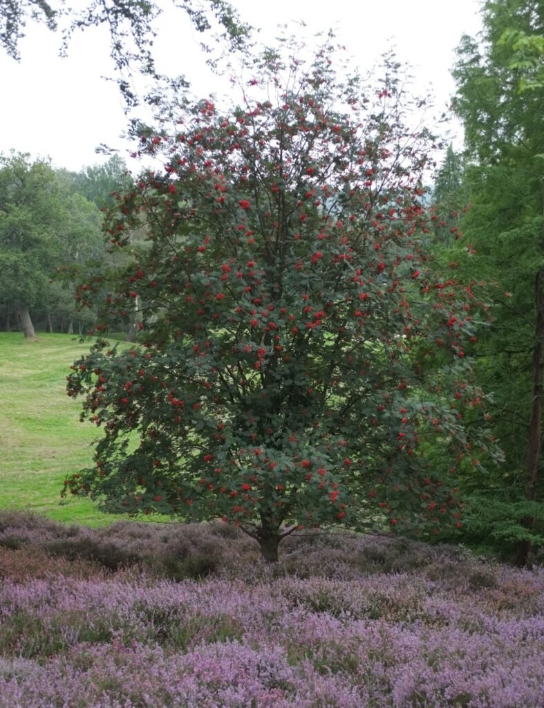 Mountain Ash - Sorbus aucuparia