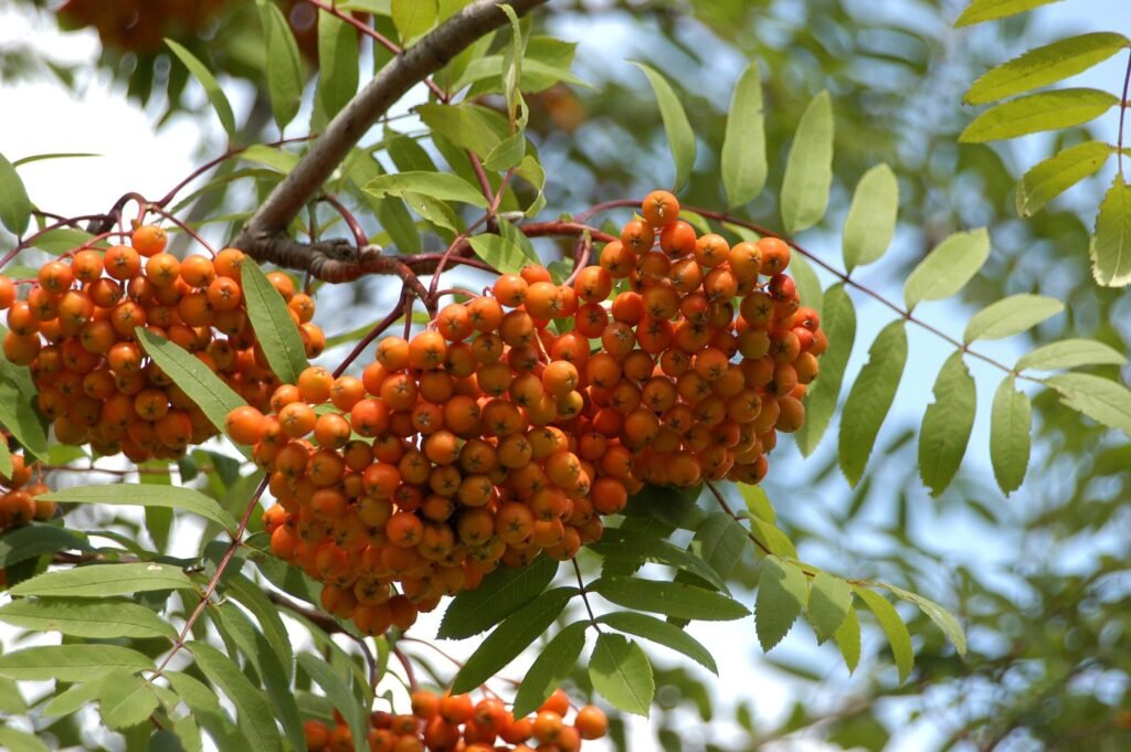 Mountain Ash - Sorbus aucuparia