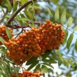 How to grow Mountain Ash (Sorbus aucuparia)