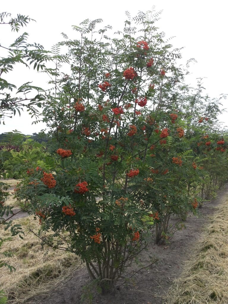 Mountain Ash - Sorbus aucuparia