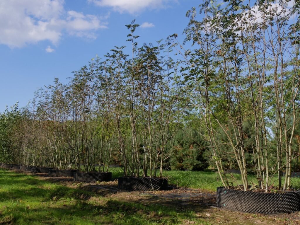 Mountain Ash - Sorbus aucuparia