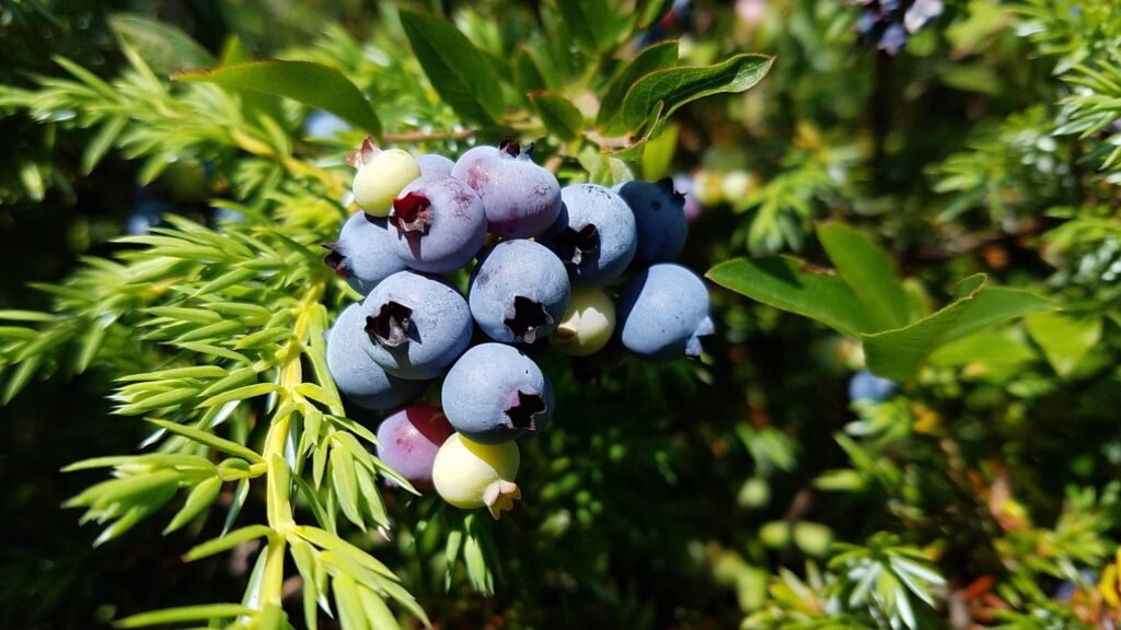 Low Sweet Blueberry - Vaccinium angustifolium