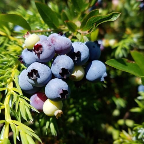 How to grow Low Sweet Blueberry (Vaccinium angustifolium)