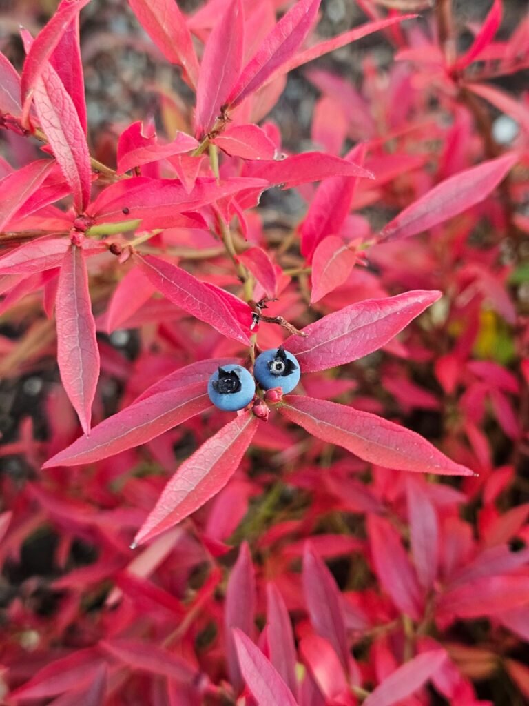 Low Sweet Blueberry - Vaccinium angustifolium