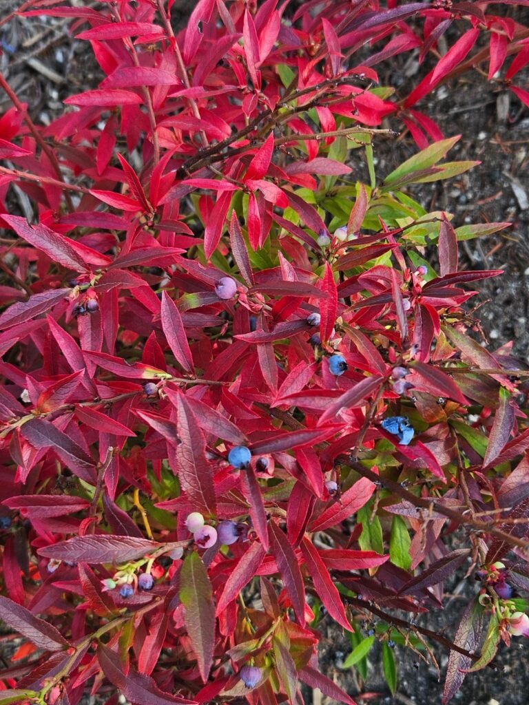 Low Sweet Blueberry - Vaccinium angustifolium