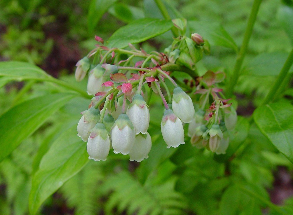 Highbush Blueberry - Vaccinium corymbosum