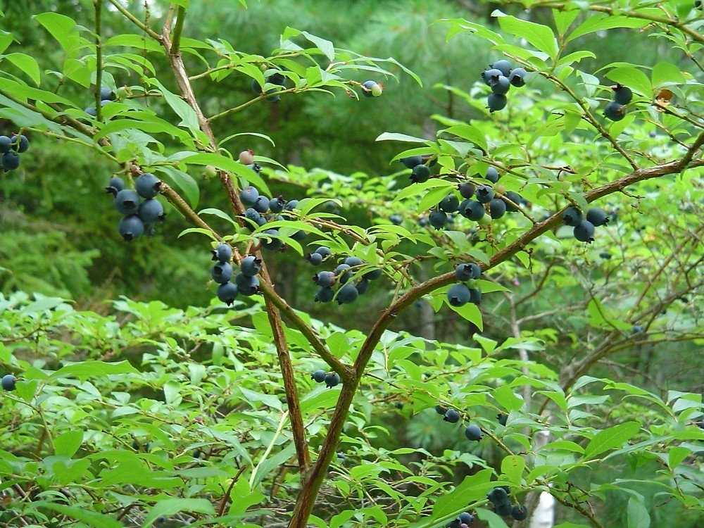 Highbush Blueberry - Vaccinium corymbosum