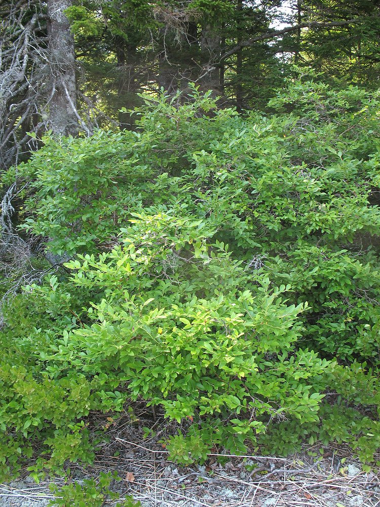 Highbush Blueberry - Vaccinium corymbosum