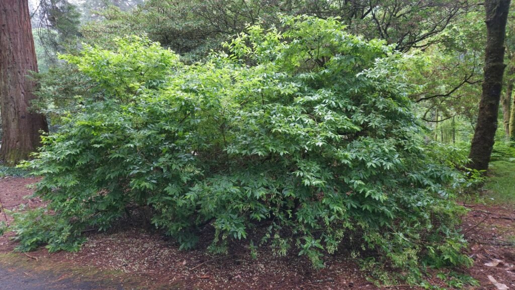 Azores blueberry - Vaccinium cylindraceum