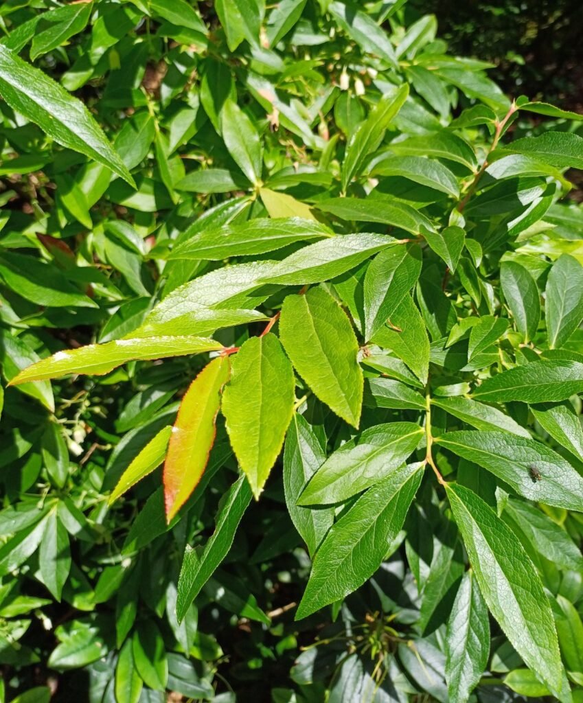 Azores blueberry - Vaccinium cylindraceum