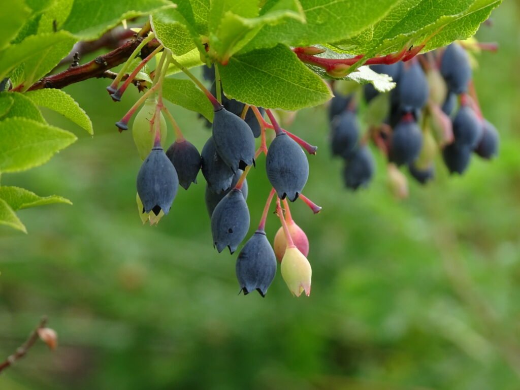 Azores blueberry - Vaccinium cylindraceum