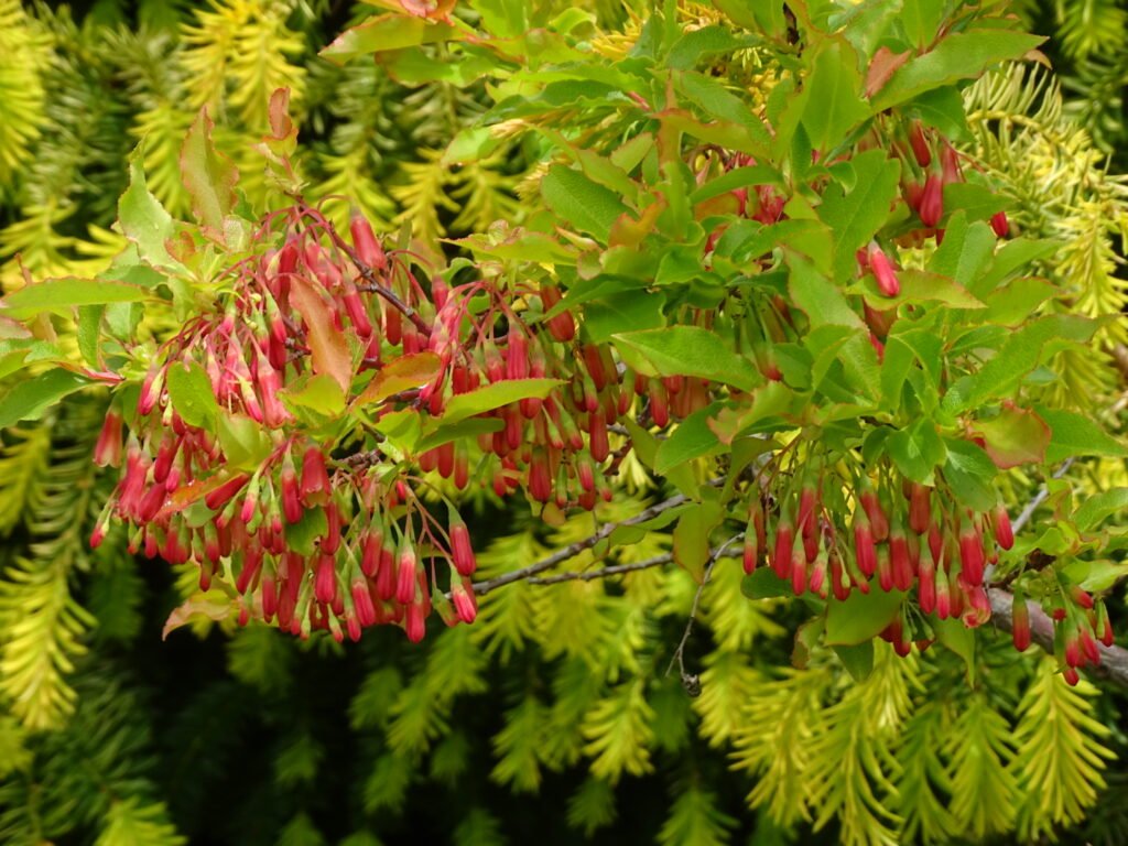 Azores blueberry - Vaccinium cylindraceum