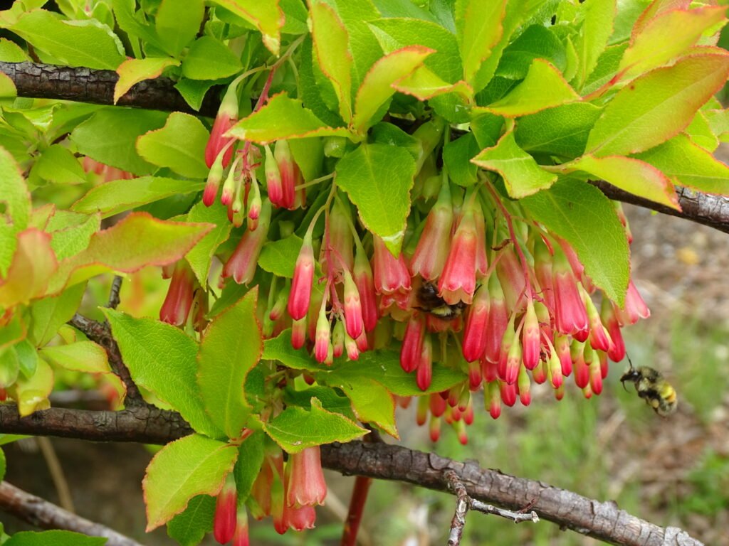 Azores blueberry - Vaccinium cylindraceum