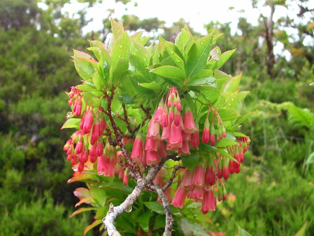 Azores blueberry - Vaccinium cylindraceum