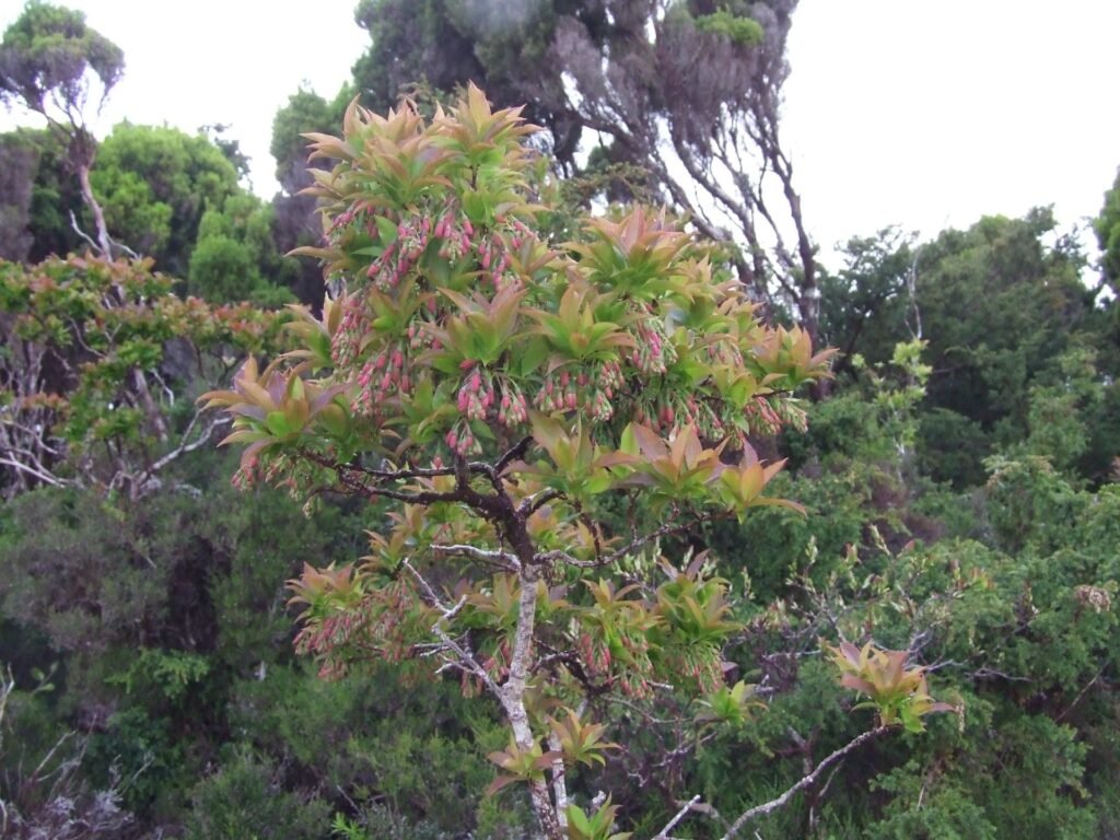 Azores blueberry - Vaccinium cylindraceum