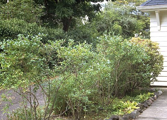 Highbush Blueberry - Vaccinium corymbosum