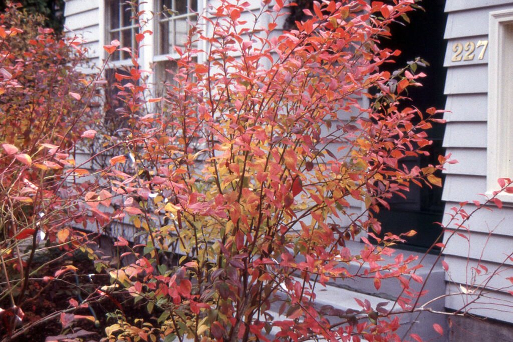 Highbush Blueberry - Vaccinium corymbosum