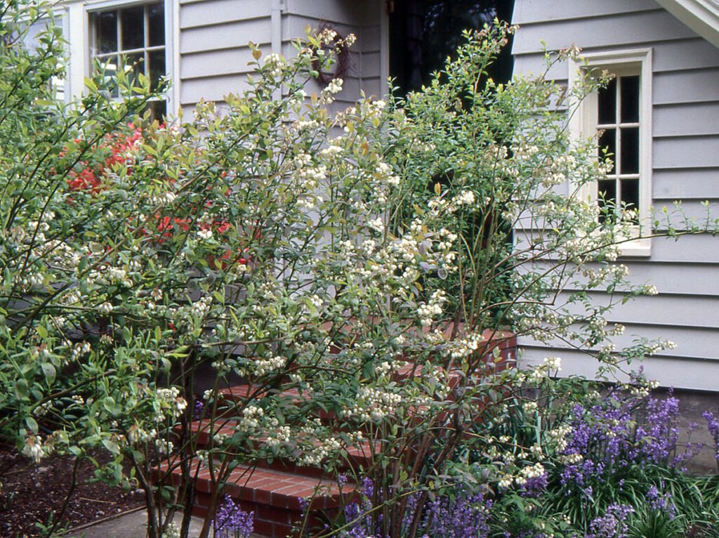 Highbush Blueberry - Vaccinium corymbosum