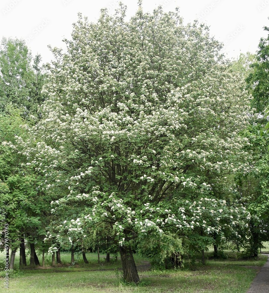 Swedish Whitebeam - Sorbus intermedia