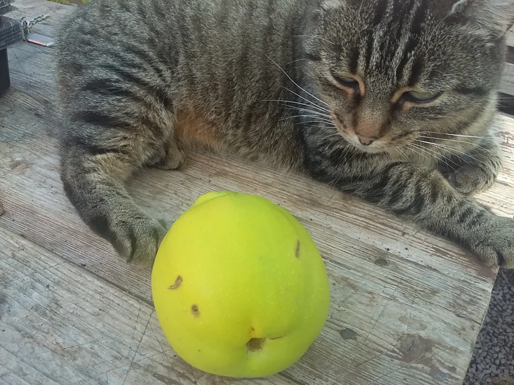 Chinese Quince - Chaenomeles cathayensis