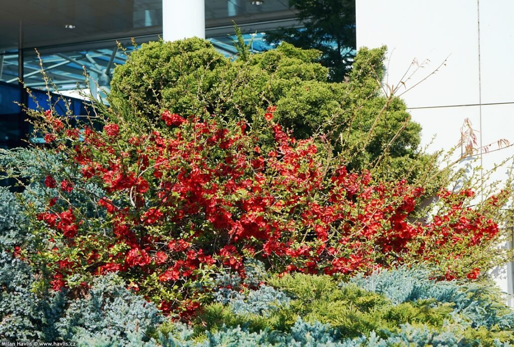 Japanese Quince - Chaenomeles japonica