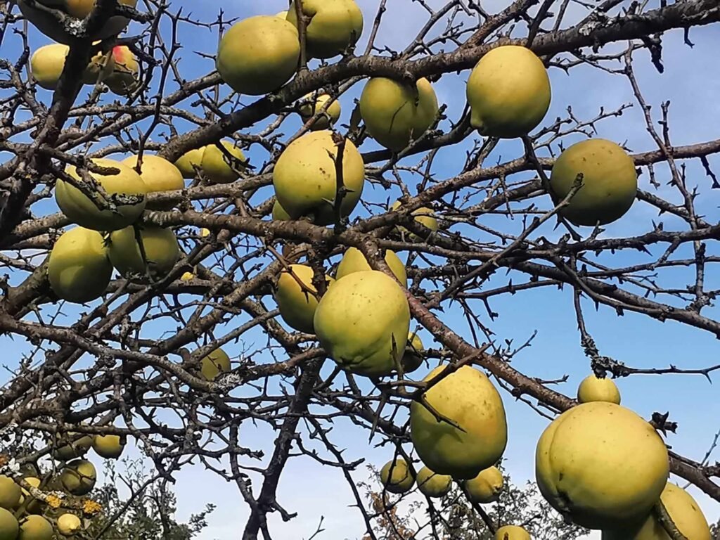 Chinese Quince - Chaenomeles cathayensis