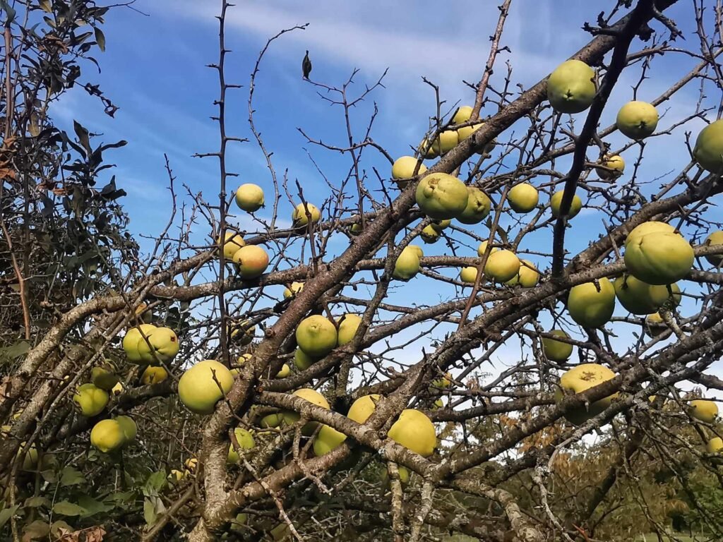 Chinese Quince - Chaenomeles cathayensis