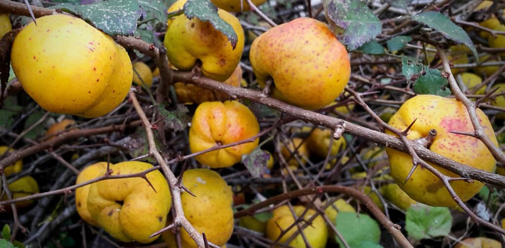 Japanese Quince - Chaenomeles japonica