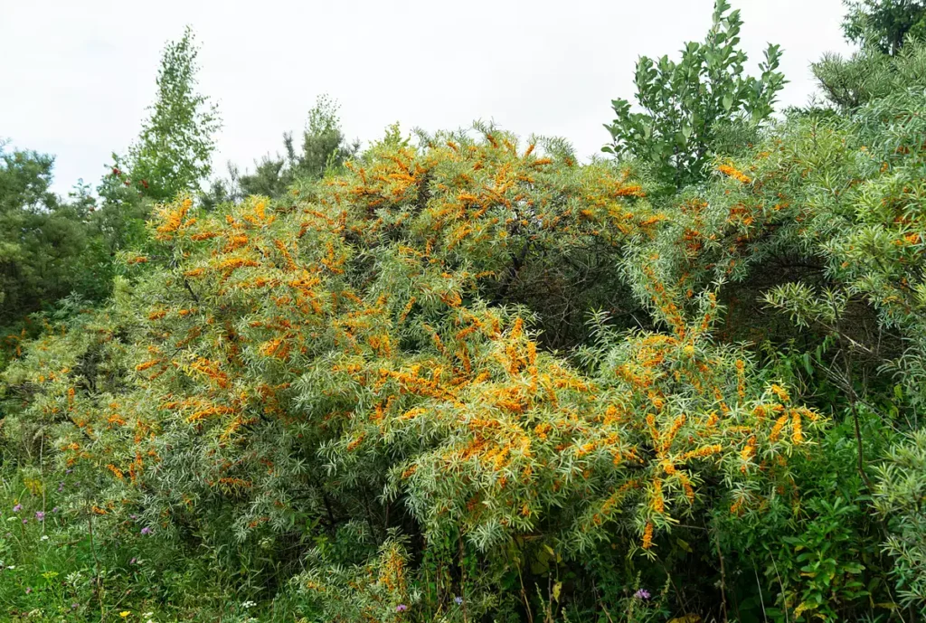 Sea Buckthorn - Hippophae rhamnoides