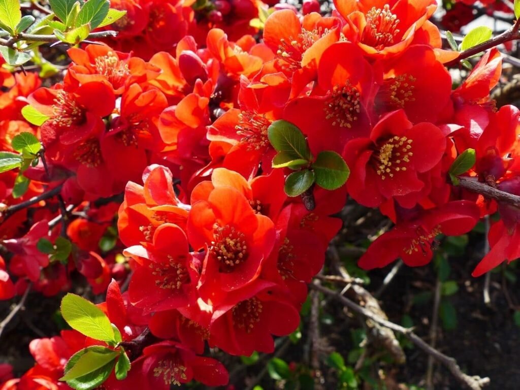 Japanese Quince - Chaenomeles japonica