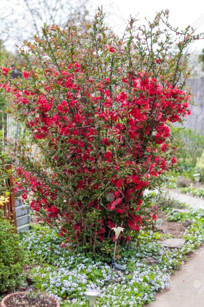 Japanese Quince - Chaenomeles japonica