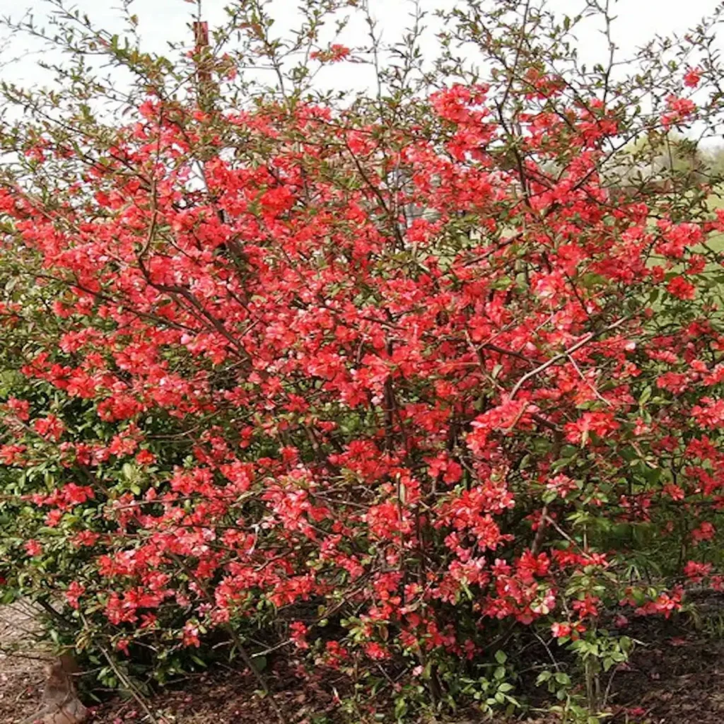 Japanese Quince - Chaenomeles japonica
