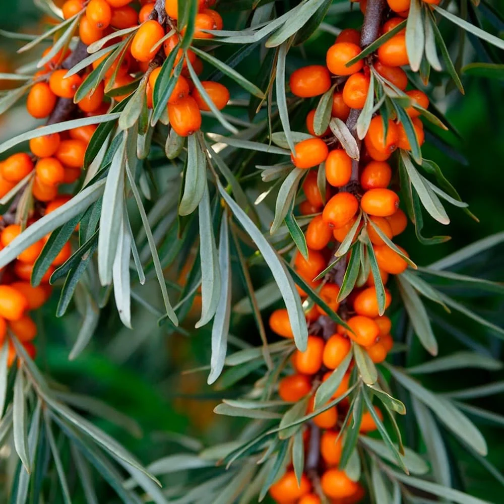 Sea Buckthorn - Hippophae rhamnoides