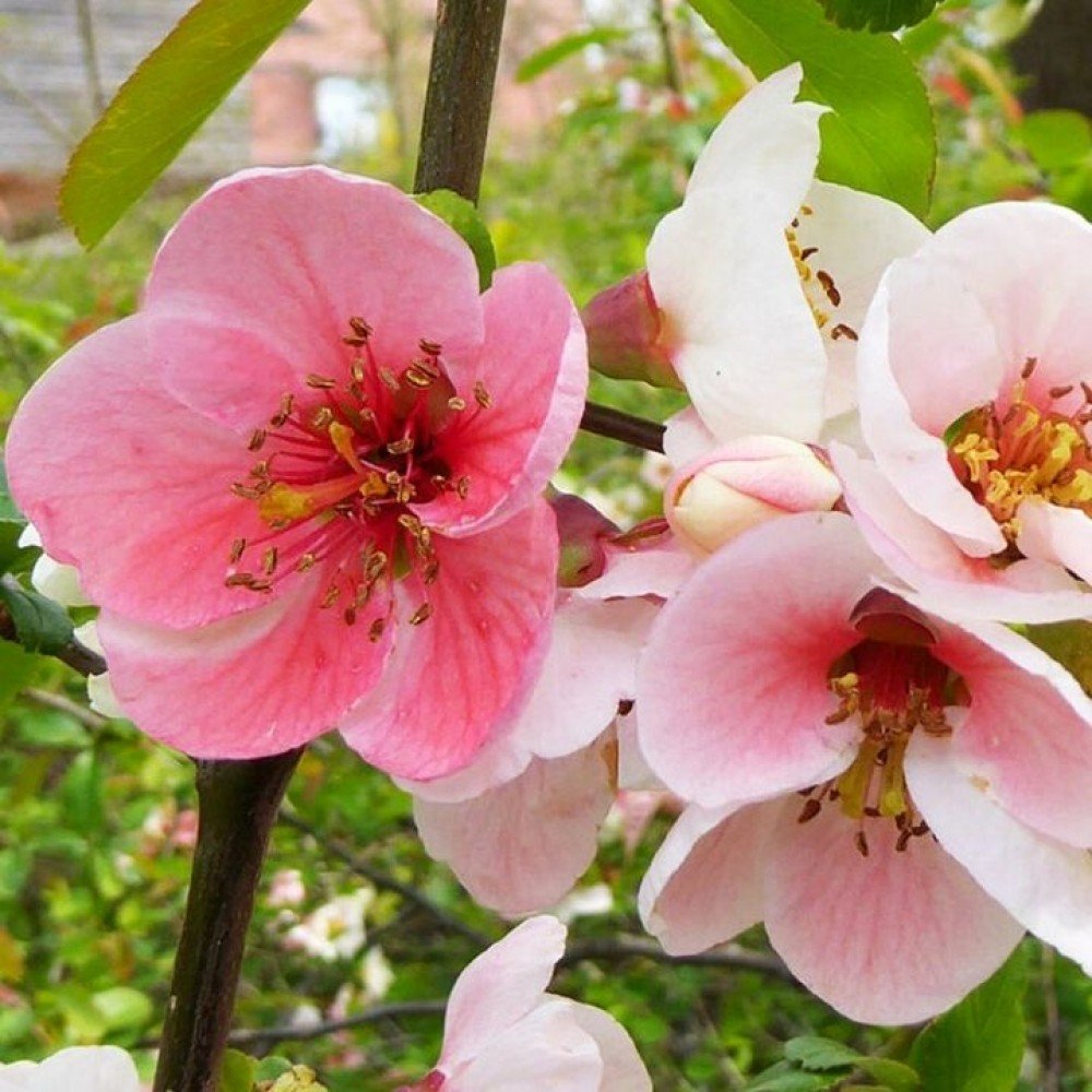 Chinese Quince - Chaenomeles cathayensis