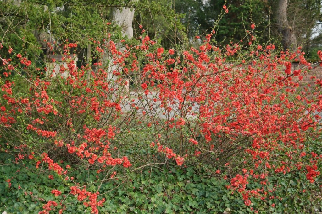 Japanese Quince - Chaenomeles japonica
