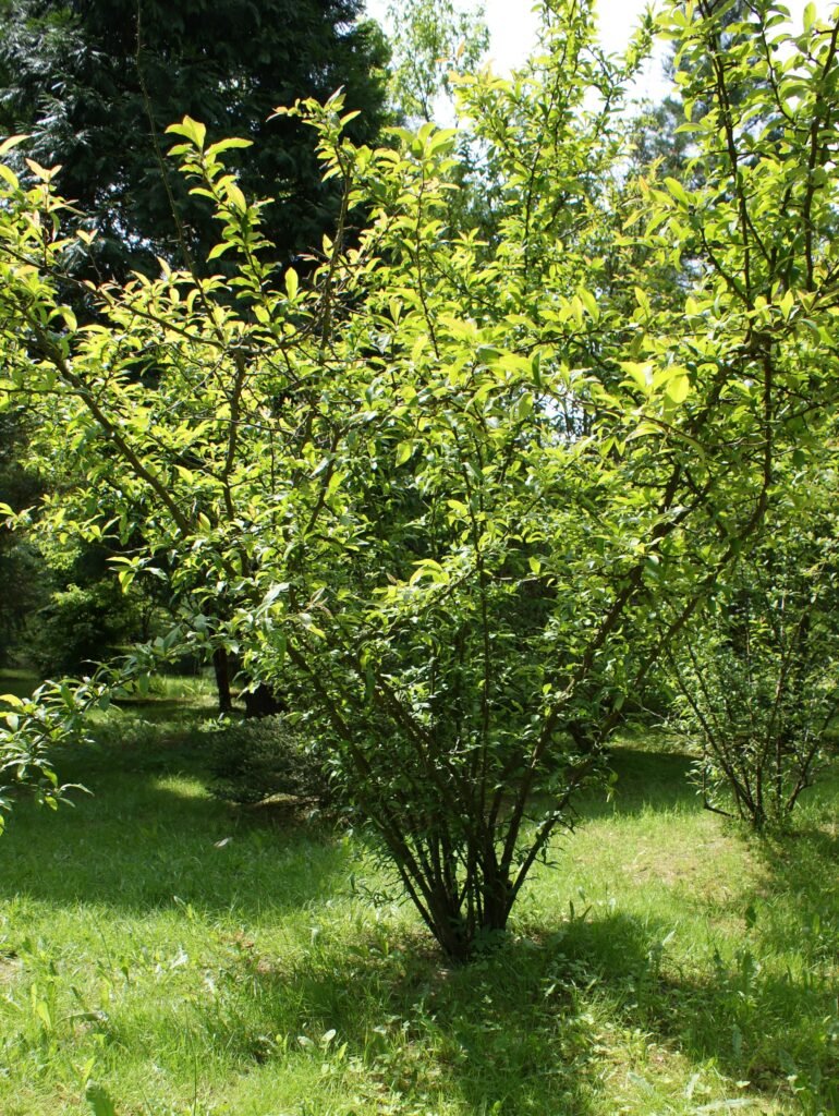 Chinese Quince - Chaenomeles cathayensis