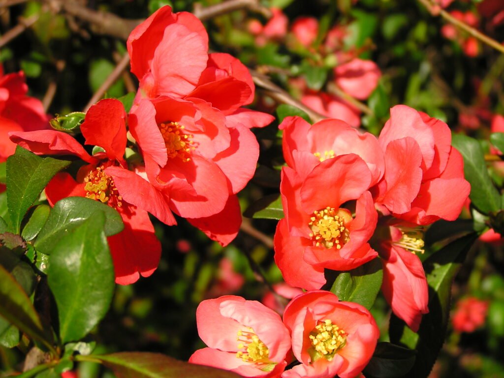 Japanese Quince - Chaenomeles japonica