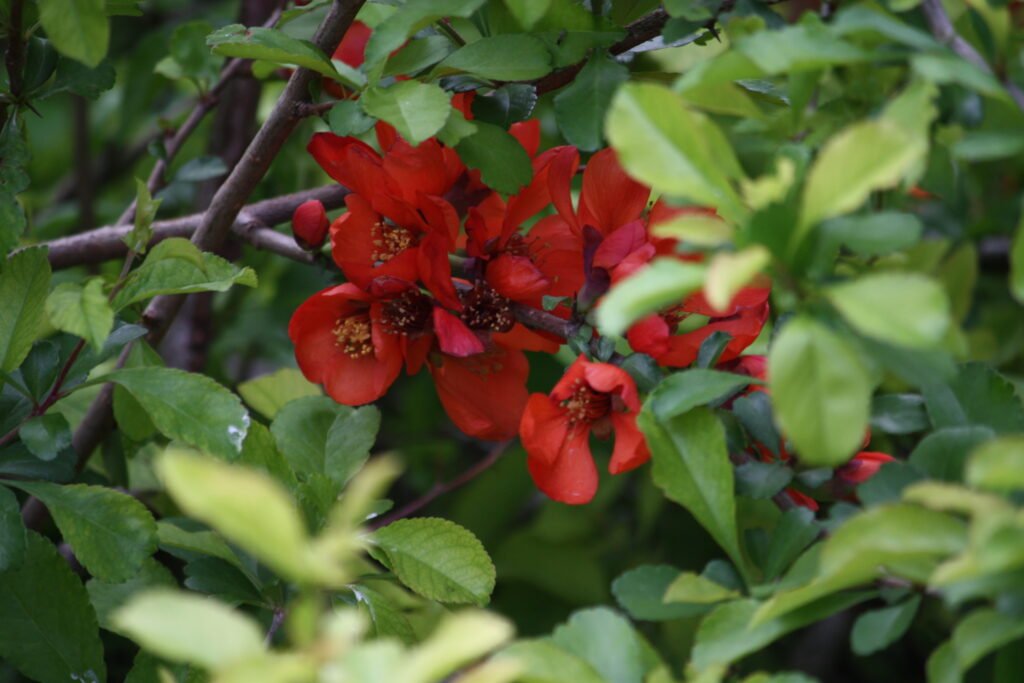 Japanese Quince - Chaenomeles japonica