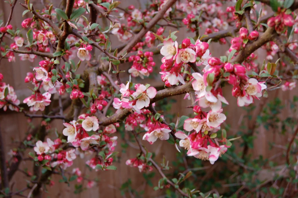Chinese Quince - Chaenomeles cathayensis