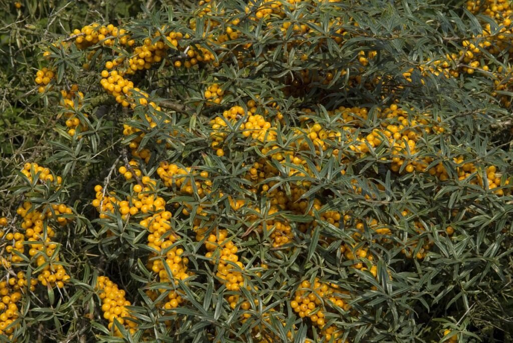 Sea Buckthorn - Hippophae rhamnoides