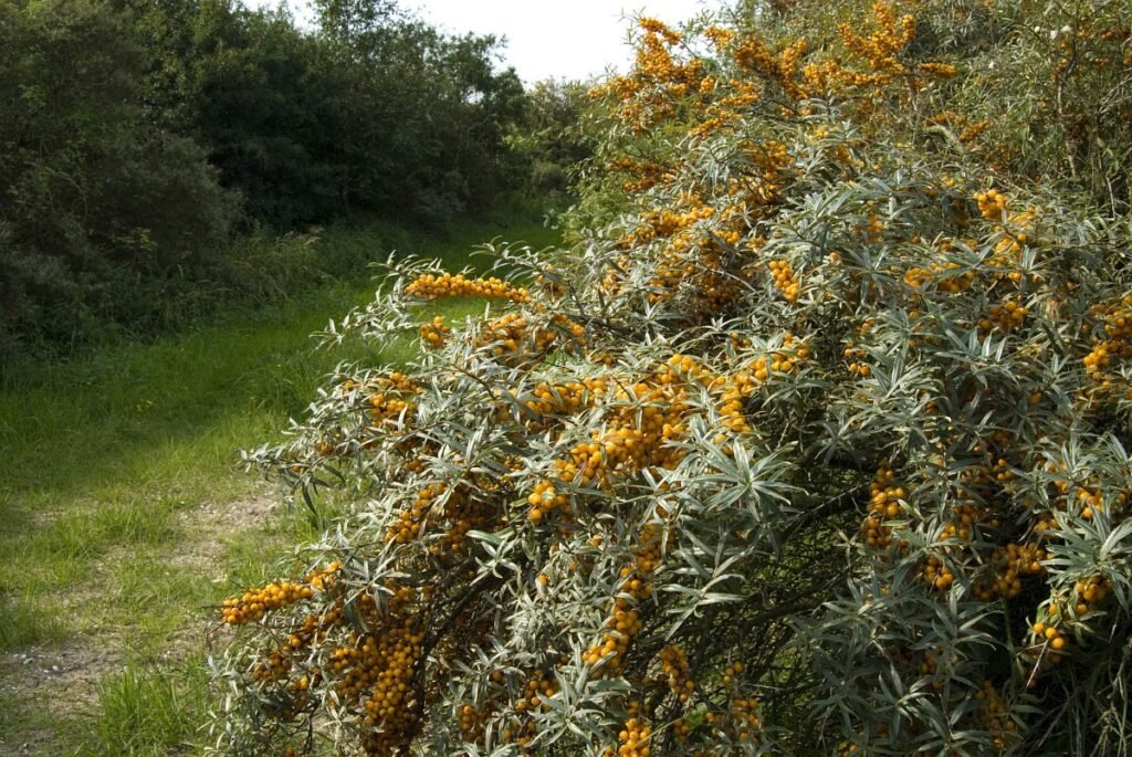 Sea Buckthorn - Hippophae rhamnoides